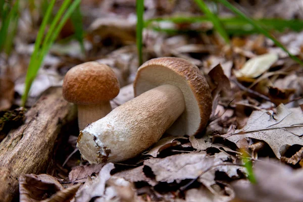 Two Boletus Edulis Mushroom Cep Penny Bun Porcino King Bolete — Stock Photo, Image