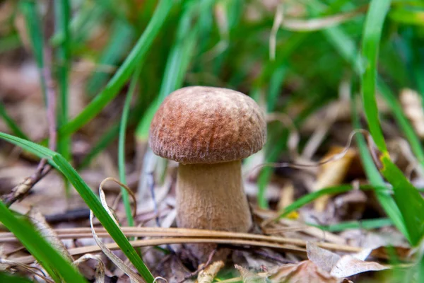 Boletus Edulis Cep Penny Bun Porcino King Bolete Обычно Называемый — стоковое фото