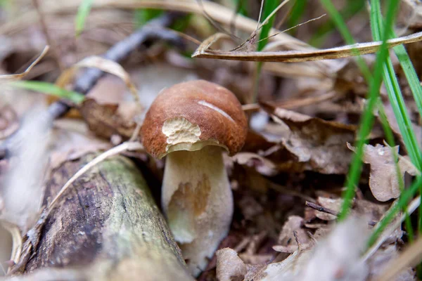 Boletus Edulis Cep Penny Bun Porcino King Bolete Geralmente Chamado — Fotografia de Stock