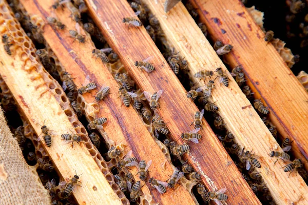 Nær Utsikt Til Den Åpnede Bikubkroppen Med Rammer Befolket Honningbier – stockfoto