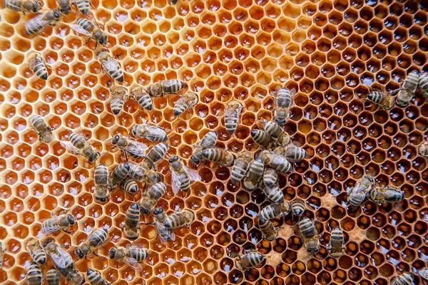甘い蜂蜜とハニカムで 働き蜂のビューを閉じます 黄色のハニカムだけ甘い蜂蜜と蜂の巣から撮影します 美しい黄色い蜂の巣蜂蜜を収集 — ストック写真