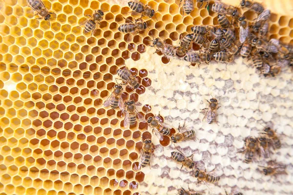甘い蜂蜜とハニカムで 働き蜂のビューを閉じます 黄色のハニカムだけ甘い蜂蜜と蜂の巣から撮影します 美しい黄色い蜂の巣蜂蜜を収集 — ストック写真