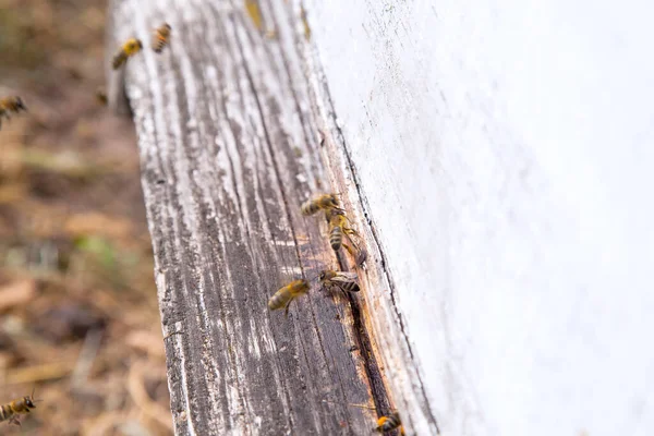 Massor Bin Vid Ingången Till Bikupa Apiary Upptagen Bin Närbild — Stockfoto