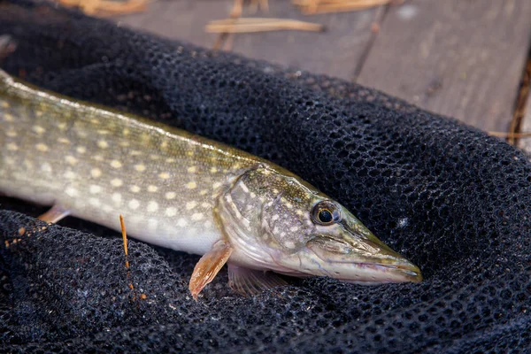 Freshwater Northern Pike Fish Know Esox Lucius Landing Net Fishing — Stockfoto