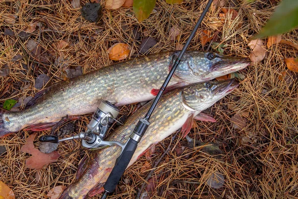 Conceito Pesca Captura Troféus Dois Grandes Peixes Água Doce Conhecidos — Fotografia de Stock