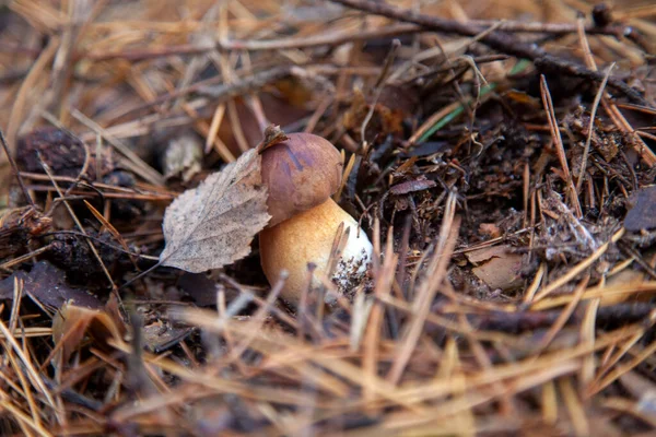 Närbild Boletus Badius Imleria Badia Eller Bay Bolete Växer Höst — Stockfoto