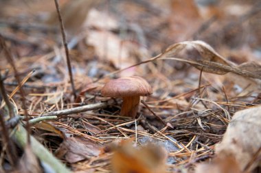 Boletus badius, imleria badia ya da körfez bolete 'nin sonbahar çam ağacı ormanlarında büyümesini yakından izleyin. Yenilebilir ve gözenekli mantarların kadife rengi kahverengi veya kestane rengi başlıkları vardır.