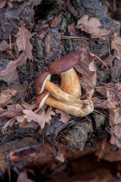 Nahaufnahme Mehrerer Steinpilze Badius Imleria Badia Oder Lorbeerpilze Auf Altem — Stockfoto