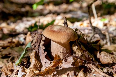 Boletus edulis (cep, penny topuz, porcino veya kral bolete, genellikle porcini mantar denir) yosun, yeşil çim ente ve sonbahar sezonunda düşmüş yaprakları arasında orman zeminüzerinde yetişir