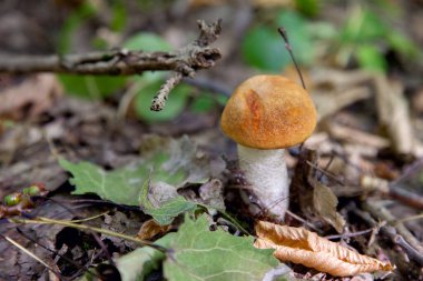 Turuncu kapak boletus. Yenebilir orman mantarları. Genç bir boletus kavak ormanında yetişir, kırmızı başlıklı bir mantar ve kuru yapraklar ve dallar arasında beyaz bir ayak.