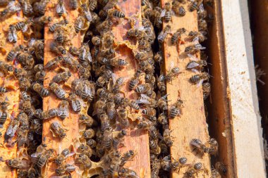 Arı kovanının çerçeveleri. Bal arılarının oluşturduğu çerçeveleri gösteren açılan kovan gövdesinin yakından görünümü