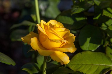 Bahçede sarı çiçek açan güller. Güneşli yaz gününde çiçek yatağında büyüyen güzel sarı gül çalısı