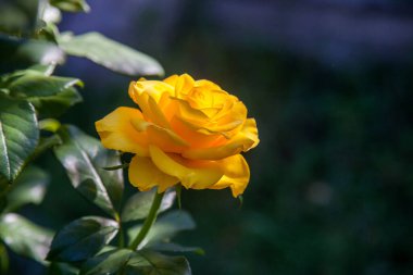 Bahçede sarı çiçek açan güller. Güneşli yaz gününde çiçek yatağında büyüyen güzel sarı gül çalısı