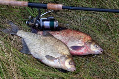 İyi yakaladın. Yeni su büyük tatlı su ortak çipura bronz çipura veya sazan balığı (Abramis brama) ve olta ile doğal zemin üzerine reel olarak bilinen çekilen. Balık ve olta ile reel yeşil çimenlerin üzerinde doğal bileşimi