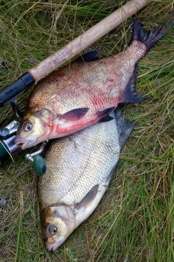 İyi yakaladın. Yeni su büyük tatlı su ortak çipura bronz çipura veya sazan balığı (Abramis brama) ve olta ile doğal zemin üzerine reel olarak bilinen çekilen. Balık ve olta ile reel yeşil çimenlerin üzerinde doğal bileşimi