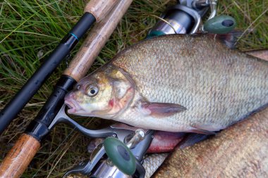 İyi bir av. Sadece su büyük tatlı su ortak çipura bronz çipura veya sazan çipura (Abramis brama) içinde balıkçılık yakalamak ile keepnet olarak bilinen alınan görünümü kapatın