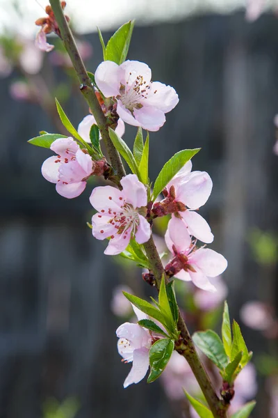 Fruit orchard at spring time with blossoming peach trees. Close up view of branch with small green leaves and pink flowers of peach tree in garden