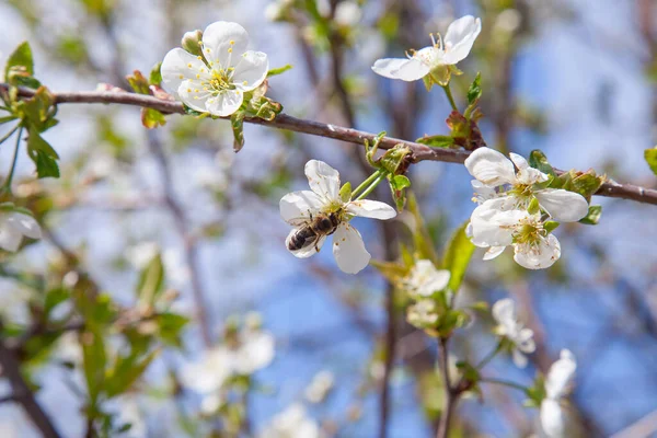 Orchard at spring time. Close up view of honeybee on white flower of cherry tree blossoms collecting pollen and nectar to make sweet honey. Small green leaves and white flowers of cherry tree blossoms at spring day in garden