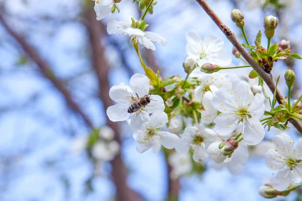 Verger Printemps Vue Rapprochée Abeille Domestique Sur Fleur Blanche Cerisier — Photo