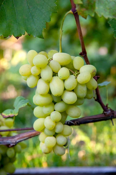 Ramo Uvas Verdes Colgando Arbusto Uvas Viñedo Vista Cerca Racimo — Foto de Stock