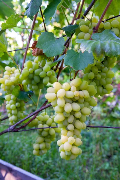 Bunch Green Grapes Hanging Grapes Bush Vineyard Close View Bunch — Stock Photo, Image