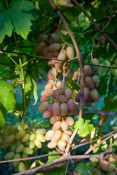 Bunch Pink Grapes Big Berries Hanging Grapes Bush Vineyard Close — Stock Photo, Image