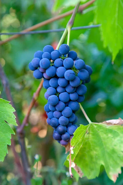 一串蓝色葡萄挂在葡萄园的葡萄树丛上 近距离观看一串蓝色葡萄挂在花园后 Rai — 图库照片