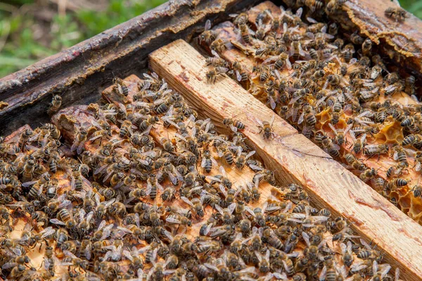 Frames Van Een Bijenkorf Close Weergave Van Geopende Hive Body — Stockfoto