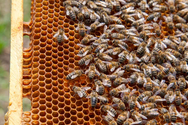 Κουφώματα Από Μελίσσι Κλείστε Την Όψη Των Μελισσών Που Εργάζονται — Φωτογραφία Αρχείου