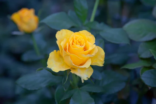 Eine Gelb Blühende Rose Garten Schöner Gelber Rosenstrauch Der Sonnigen — Stockfoto