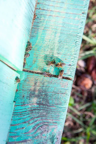 Arı Kovanının Çerçeveleri Apiary Deki Eski Arı Kovanının Girişinde Bir — Stok fotoğraf