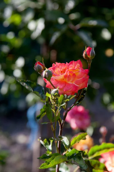Bunches Pink Orange Blossoming Roses Garden Beautiful Pink Orange Small — Stock Photo, Image