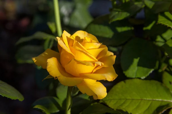 Uma Rosa Flores Amarelas Jardim Belo Arbusto Amarelo Rosa Crescendo — Fotografia de Stock