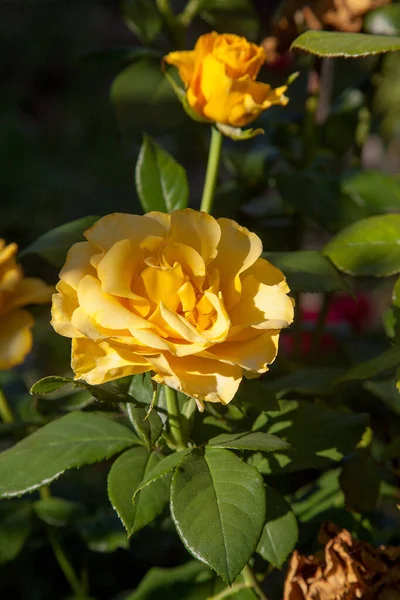 Eine Gelb Blühende Rose Garten Schöner Gelber Rosenstrauch Der Sonnigen — Stockfoto