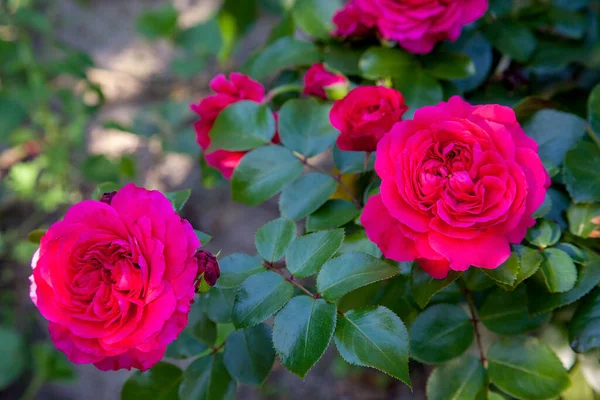 庭に赤いバラが咲いた 晴れた夏の日に花壇に成長美しい赤いバラの茂み — ストック写真