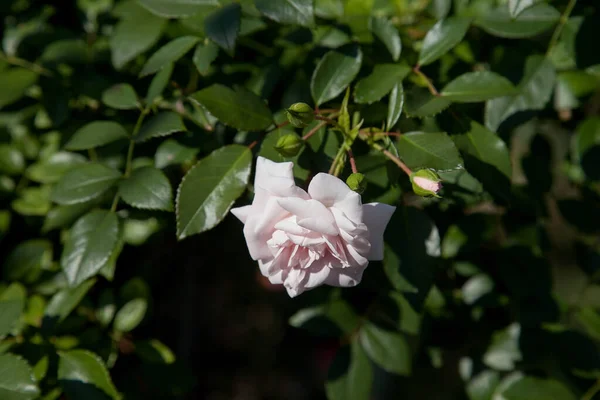 花园里有一朵白玫瑰 美丽的白玫瑰灌木生长在花坛上 在阳光明媚的夏日 — 图库照片