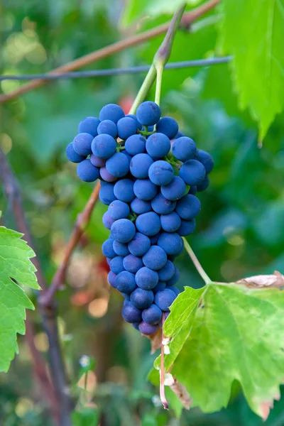 Bando Uvas Azuis Penduradas Num Arbusto Uvas Numa Vinha Close Imagem De Stock