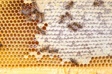Tatlı bal ile petek üzerinde çalışma arıların görünümü kapatın. Sarı petek arı kovanı tatlı bal ile sadece alınan. Güzel sarı petek arı bal toplanan