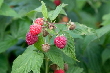 Bir sürü kırmızı olgun ahududu bir Bush. Taze organik çilek ahududu kamışı üzerinde yeşil yaprakları ile kapatın. Yaz Bahçe köyünde. Çilek hasat çiftliğinde büyüyen