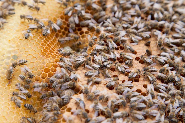 Frames of a beehive. Busy bees inside the hive with open and sealed cells for their young. Birth of o a young bees. Close up showing some animals, honeycomb structure and small white worms