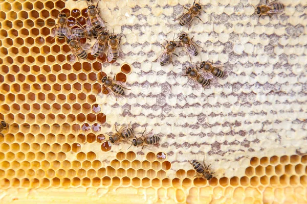 甘い蜂蜜とハニカムで 働き蜂のビューを閉じます 黄色のハニカムだけ甘い蜂蜜と蜂の巣から撮影します 美しい黄色い蜂の巣蜂蜜を収集 — ストック写真