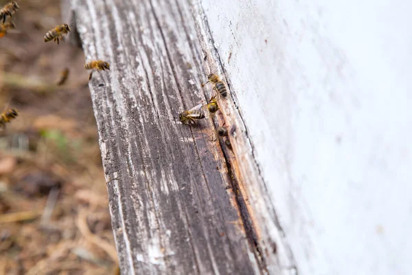 Montón Abejas Entrada Colmena Colmenar Abejas Ocupadas Vista Cerca Las —  Fotos de Stock