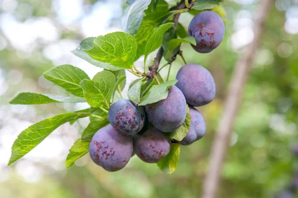Hasat edilmeye hazır bir ağaç dalından sarkan olgun erikler. Meyve bahçesindeki ağaç dalında olgun erikler. Meyve bahçesinde erik ağacı dalı üzerinde yeşil yaprakları ile taze organik meyve görünümü