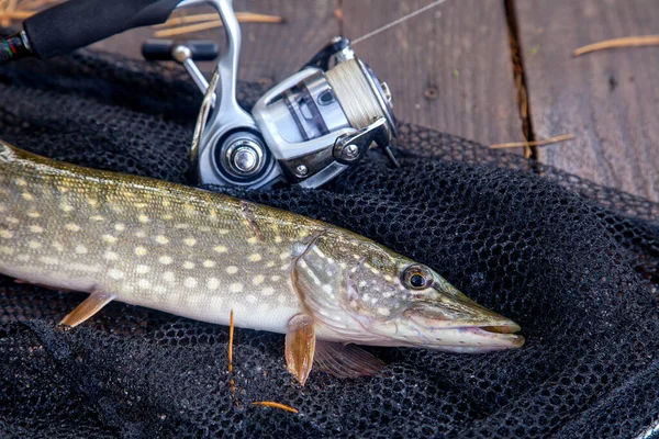 Пресноводная Северная Щука Известна Esox Lucius Удочка Катушкой Лежащей Винтажном — стоковое фото