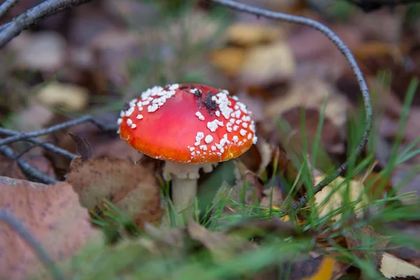 野生苍蝇阿加里奇与红色杯蘑菇是美丽的蘑菇 但非常有毒 飞阿加里奇 飞阿玛尼塔 Amanita Muscaria 现在主要以其在秋季森林中的致幻特性而闻名 — 图库照片
