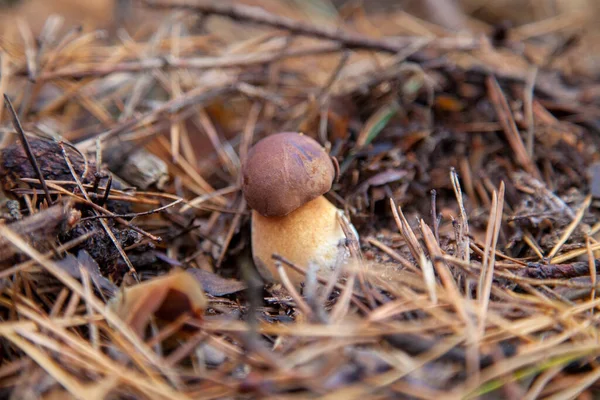 Vue Rapprochée Bolet Badius Imleria Badia Bolet Baie Poussant Dans — Photo