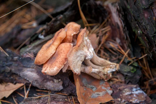 Сбор Съедобных Грибов Медовые Агарики Известные Armillaria Mellea Пне Дерева — стоковое фото