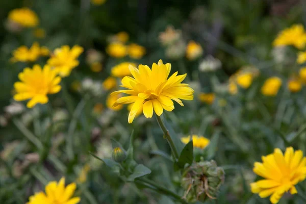 Gelbe Ringelblumen Auf Dem Verschwommenen Hintergrund Des Gartens Der Natur — Stockfoto