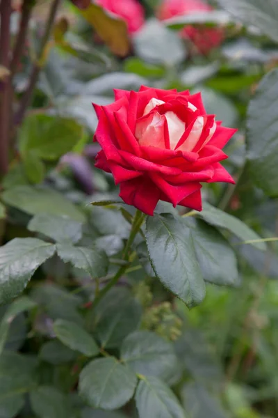 庭のバラを開花明るい赤 日当たりの良い夏の日に花壇に成長して美しい赤いバラの茂み — ストック写真