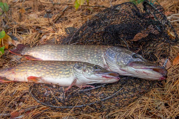 Fiskekoncept Troféfångst Två Stora Sötvattensgäddor Fisk Känd Som Esox Lucius Royaltyfria Stockbilder